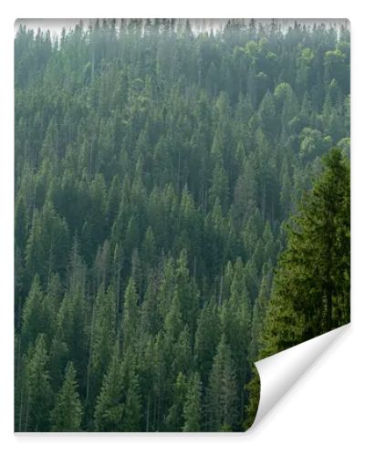 Smereka pine in the Carpathian mountains. Green forest nature. Trees