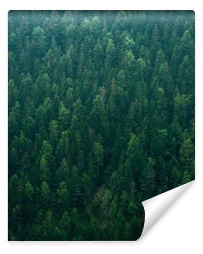 Top view forest conifer spruce nature background fir tree, park landscape woodland mountain