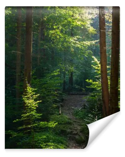 Sunny evening in the magical Carpathian forest