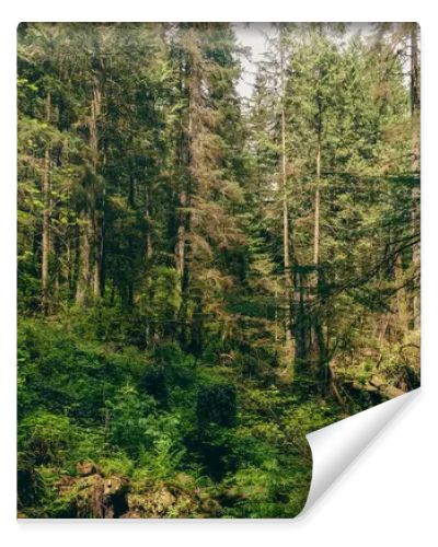 Deep rainforest with trees, bushes and grass