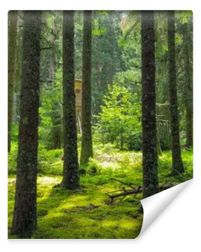 Pine with green moss and sunbeam on the forest floor. Black forest, Schwarzwald.