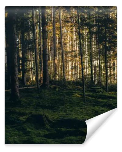 Forest background. Dark forrest nature view,Magic green mossy sunny forest with conifer trees. . High quality photo