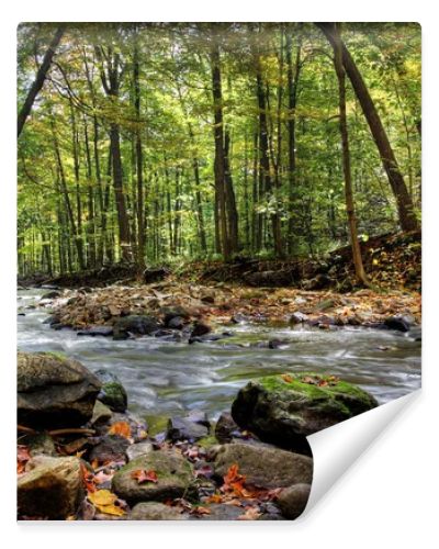 Small forest river