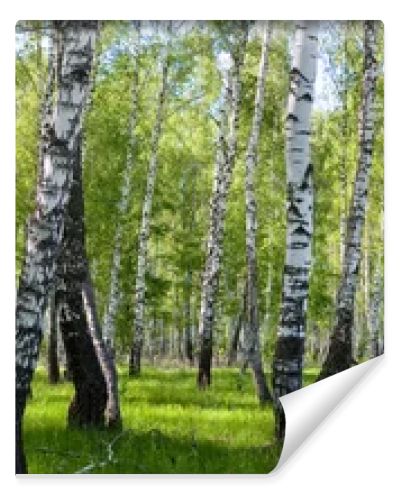 Summer birch forest landscape