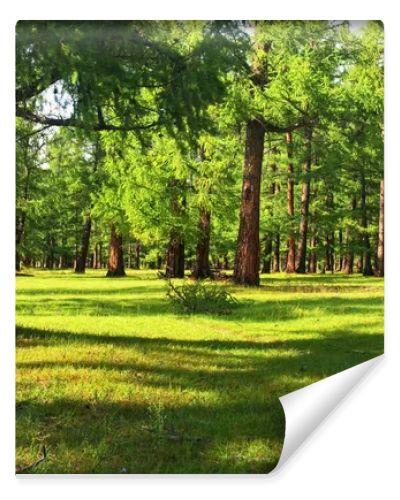 Pine forest