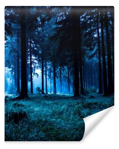 Night forest
