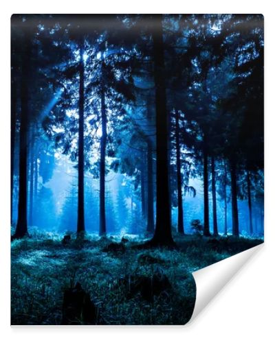 Night forest