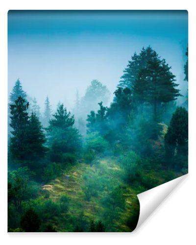 Fog in the morning forest