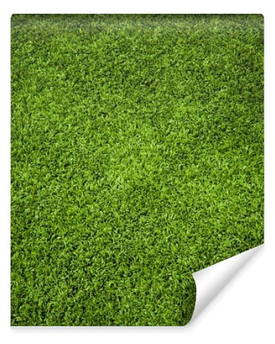 Grass Texture
