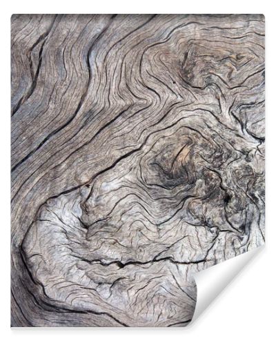 abstract tree texture background