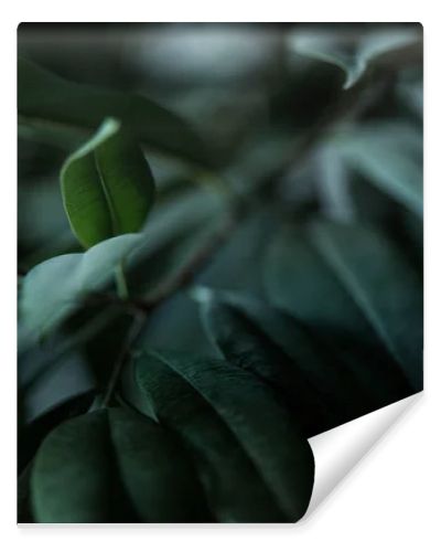 close up view of plant with long green leaves backdrop