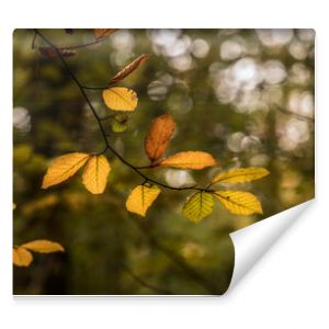 kolorowe liście na drzewach w lesie Pora roku jesień