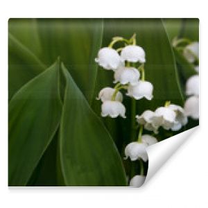 Kwitnące źródła konwalie białe kwiaty i zielone liście