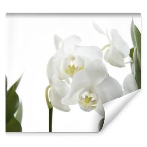 liść liści kwiatki kwiaty kwiat roślina przyroda białe tło tło biały biel zielony makroobraz makro makro łodyga płatków płatniczych