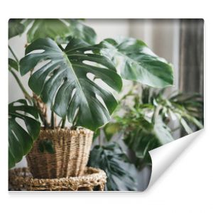 Monstera w domu roślina doniczkowa