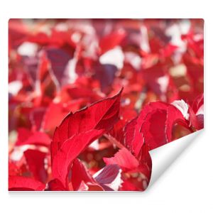 Piękne czerwone jesienne liście pnącza na ścianie. 