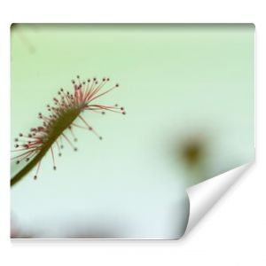 Lepkie rośliny roślinne pułapki owadożerna drosera