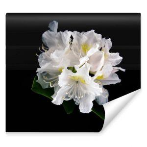 Rhododendron kwiat pełen magii idealny jako tapeta na pulpit lub tekstura. białe kwiaty, wiosna, lato w pełni. słońce pokrywające płatki kwiatka.