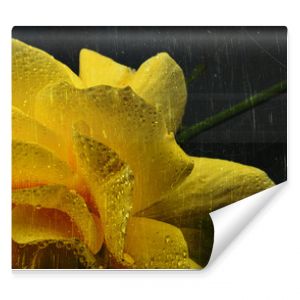 Żółta róża sfotografowana na ciemnym tle