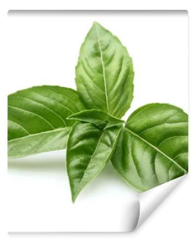 Basil leaves