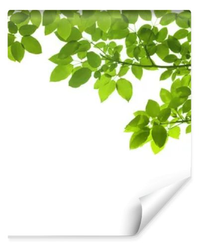 panoramic Green leaves on white background