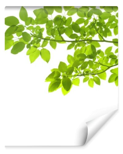 Green leaves on white background