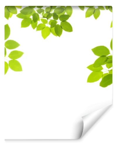 green leaves background