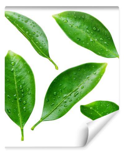 Citrus leaves with drops isolated on a white background