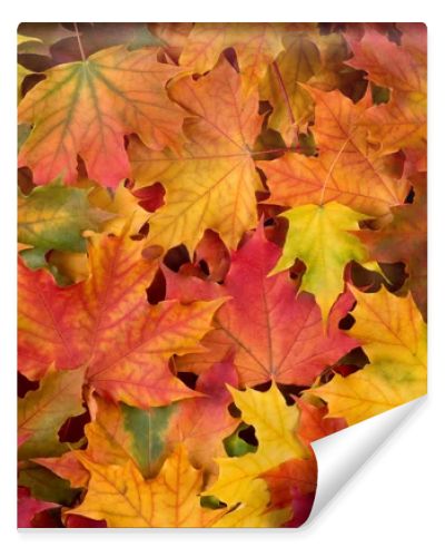 Fall leaves background