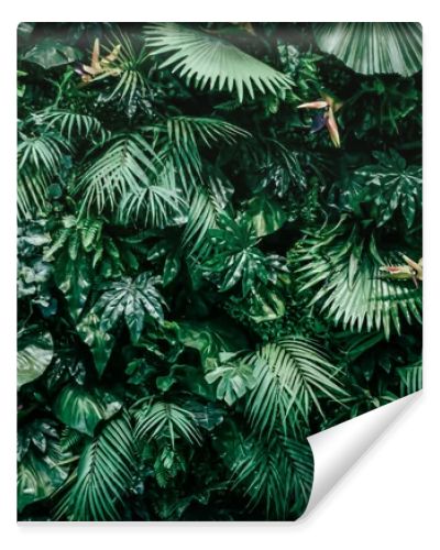 Tropical leaves as nature and environmental background, botanical garden and floral backdrop, plant growth and landscape design