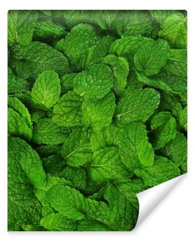 Mint leaves background.