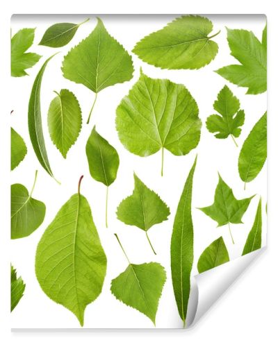 Green leaves isolated on white