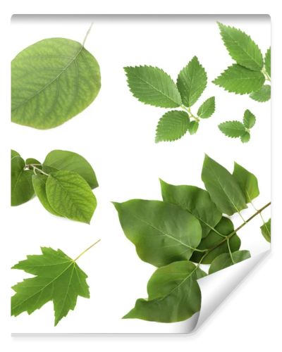 Green leaves on white