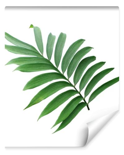 green leaf of palm tree isolated on white background