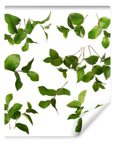 Collection of green leaves 