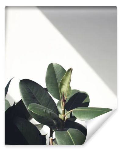 ficus plant with sunlight