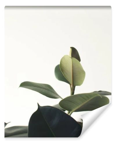 green ficus plant