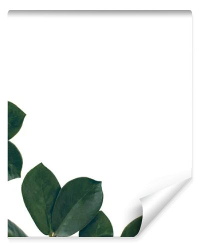 ficus leaves with copy space