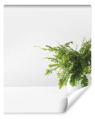 beautiful green fern plant in pot on white