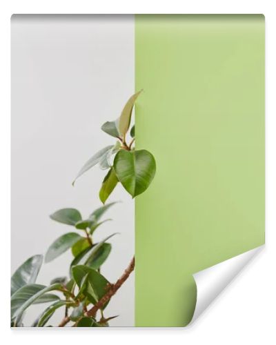 Natural plant with green leaves on grey background