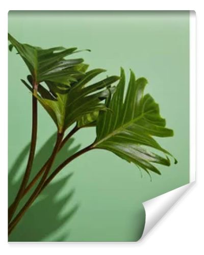 collage of fresh tropical green leaves on green background with shadow