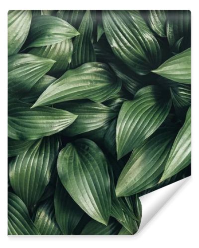 full frame image of hosta leaves background 