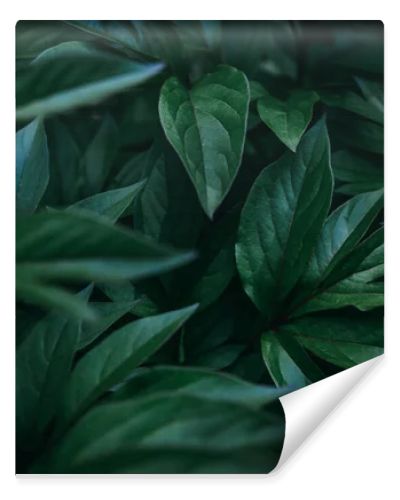 Dark fresh exotic tropical leaves