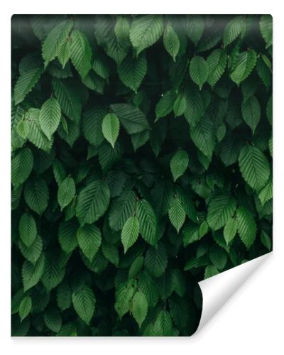 Closeup view of dark green natural bush leaves pattern. Vertical background.