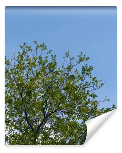 Low angle view of trees with green leaves and blue sky at background