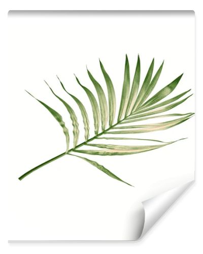 green leaf of palm tree isolated on white background