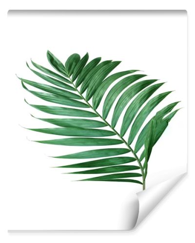 tropical nature green palm leaf isolated pattern background