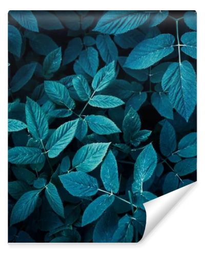 Trend dark blue background with leaves. Plant in shadow. Copyspace for design