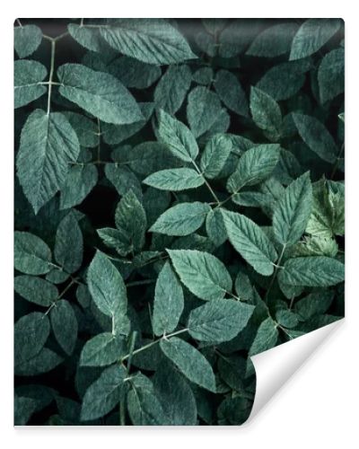 Trend dark green background with leaves. Plant in shadow. Copyspace for design