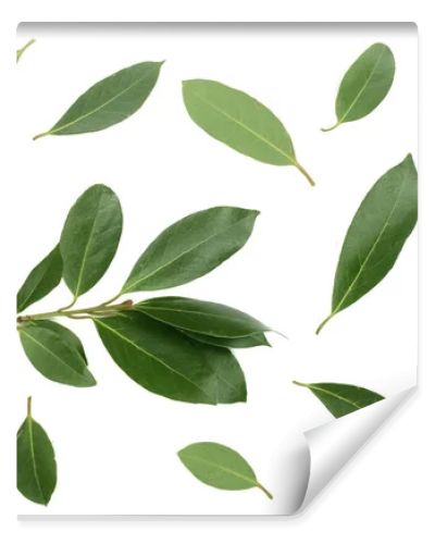 laurel isolated on white background. Fresh bay leaves. Top view. Flat lay pattern